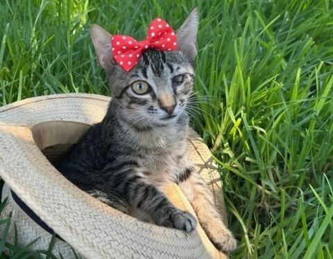 CLEO 185 27620 Gasny