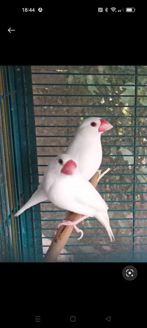 Paddas canaris 10 77750 Saint-cyr-sur-morin