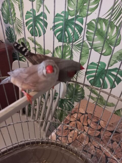 diamant mandarin 15 94440 Villecresnes