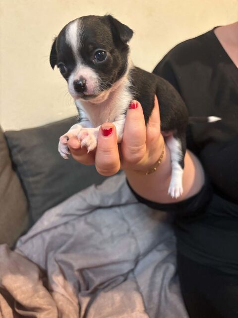Chien Chihuahua 0 79120 Vançais