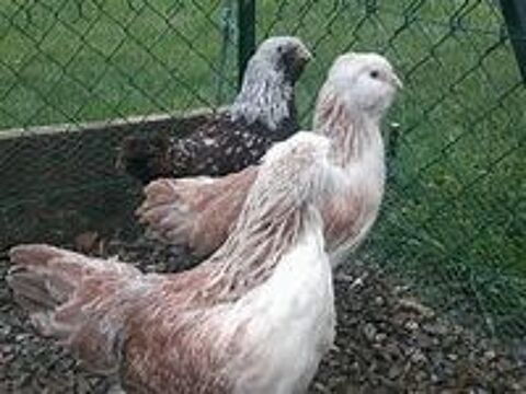   Poule ou coq faverolles allemand 