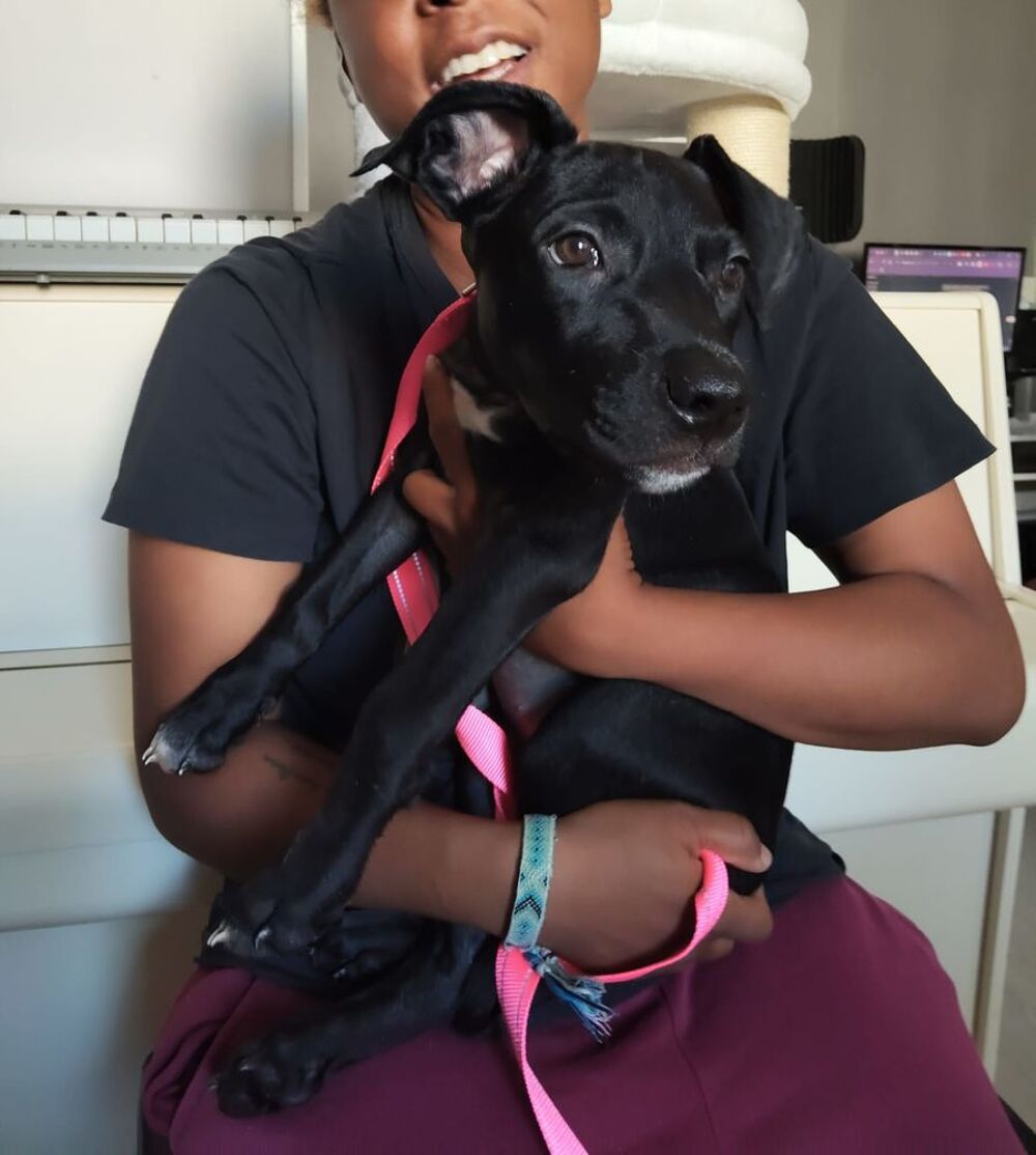   Mimi, 3 mois,cherche un bon foyer  