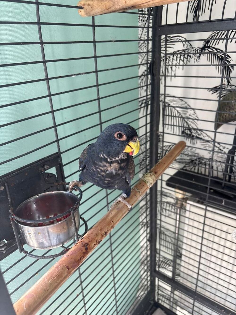   Pionus chalcopterus ou pione à aile de bronze EAM 