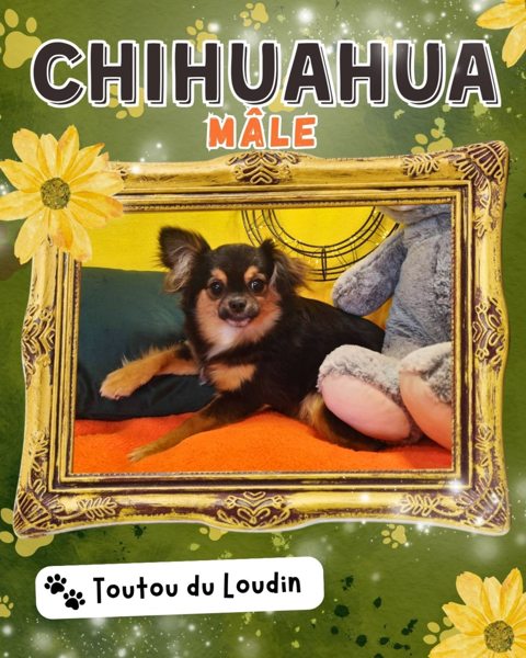 Chiot chihuahua m&acirc;le poils longs 500 18140 Précy
