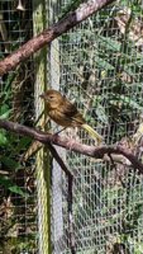   Canaris raza 