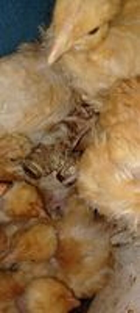   bonjour j'ai des poussins vaccinés rousses de 5 semaines epinay sur seine appelles moi pour commander au 0669029467 