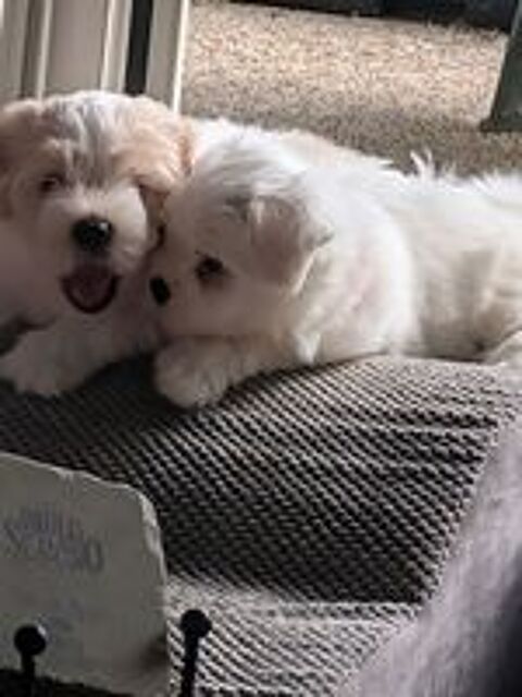   Bichon maltais à adopter, chiot femelle  