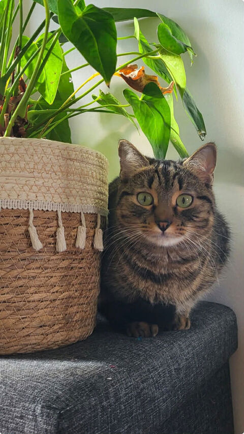 A l'adoption : Aribo, une jolie petite chatonne tigr&eacute;e 180 94230 Cachan