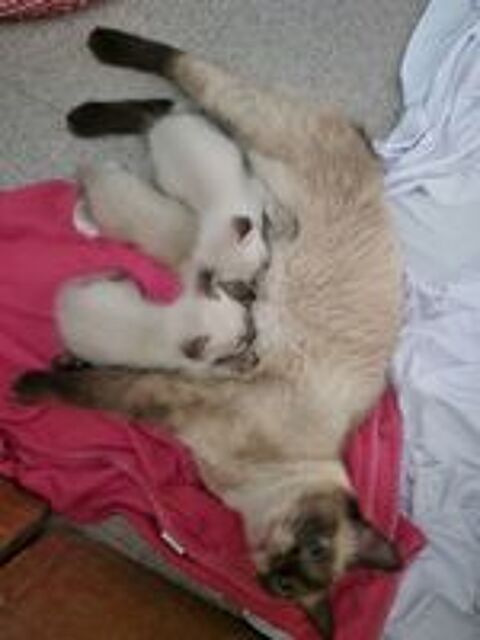   A réservé 3 chatons Siamois Siamois Thaï . 