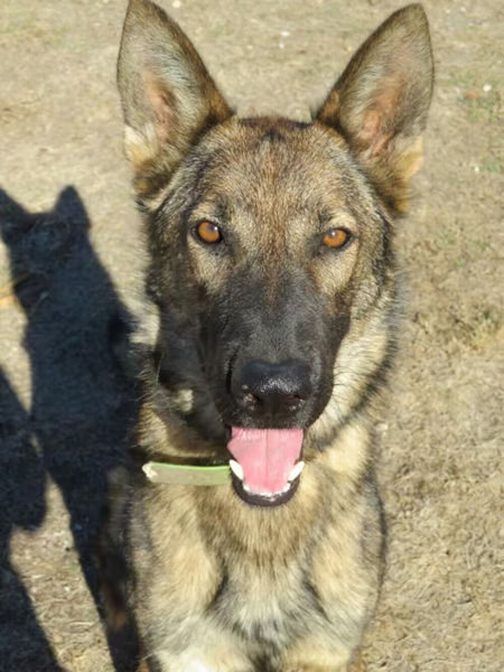   SKOLL : chien mle adulte  adopter 