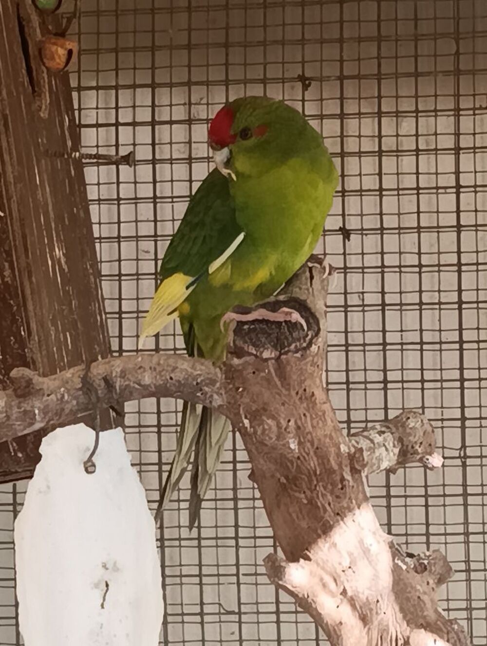   Kakariki  