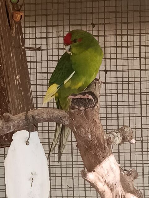 Kakariki 30 35450 Dourdain