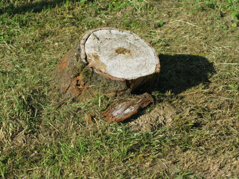 rognage de  souche 0 01340 Montrevel-en-bresse