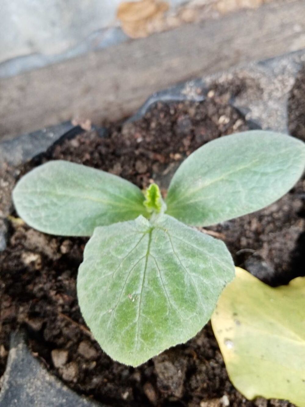 plants legumes. Jardin