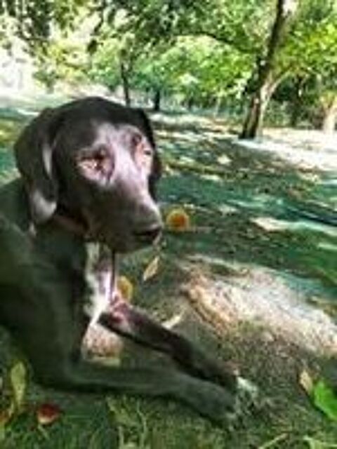   Chien SAMY à l adoption 