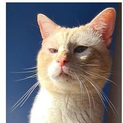 LEE ROUX CLAIR 7 ANS 195 92260 Fontenay-aux-roses