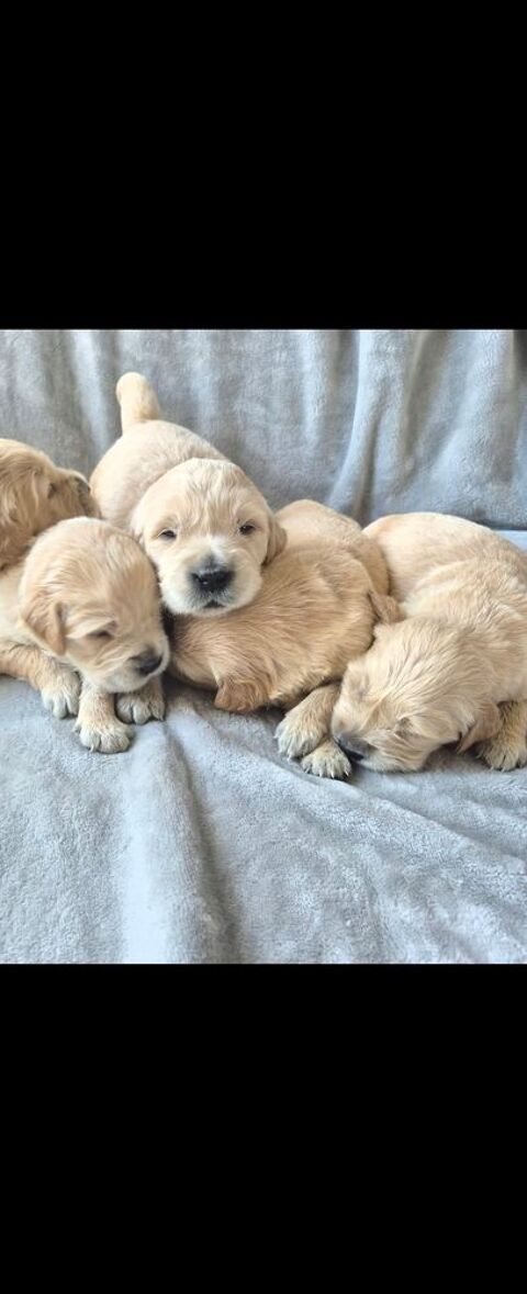 Jolis goldens retriever 1450 30320 Saint-gervasy