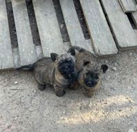   Chiots Cairn Terrier 