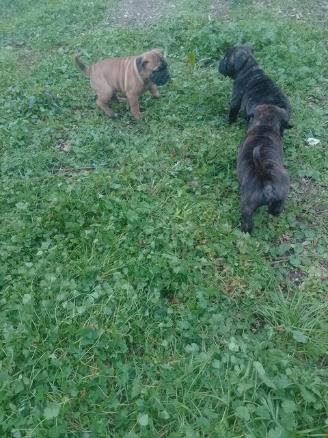 A r&eacute;server 5 magnifique chiots bulldog continental  1000 31660 Bessi�res