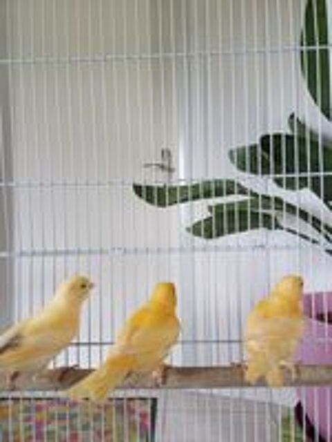   canaris 2026 