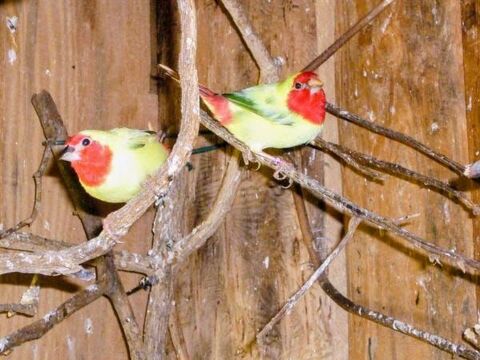Pape Nouméa et chanteur d'Afrique 0 31600 Muret