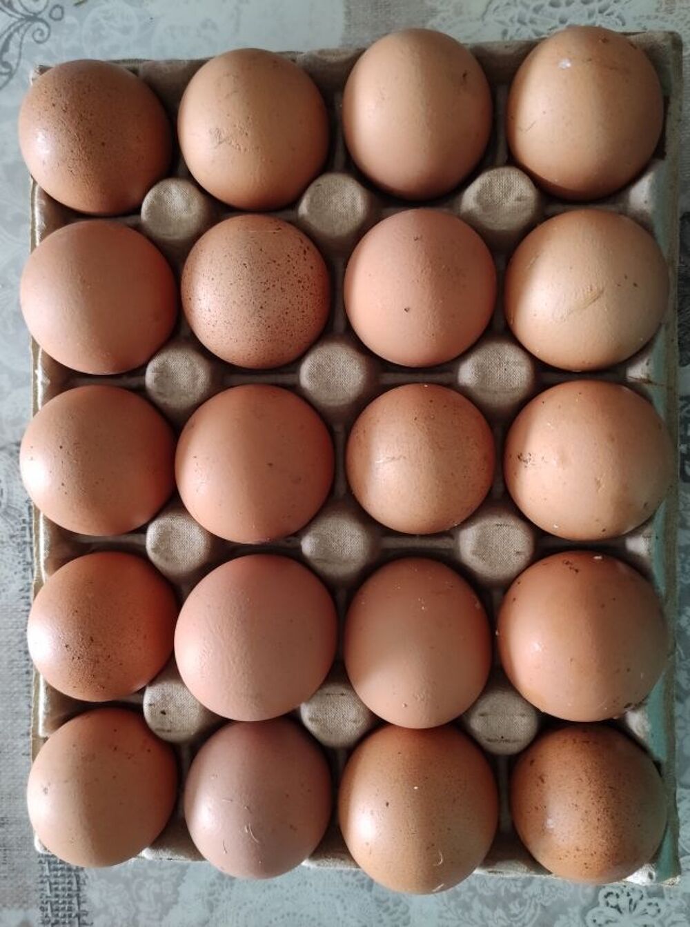 ?ufs de canne et poule Cuisine