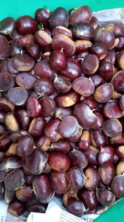 chataignes fraiches gros calibre 3 Nogent-le-Rotrou (28)