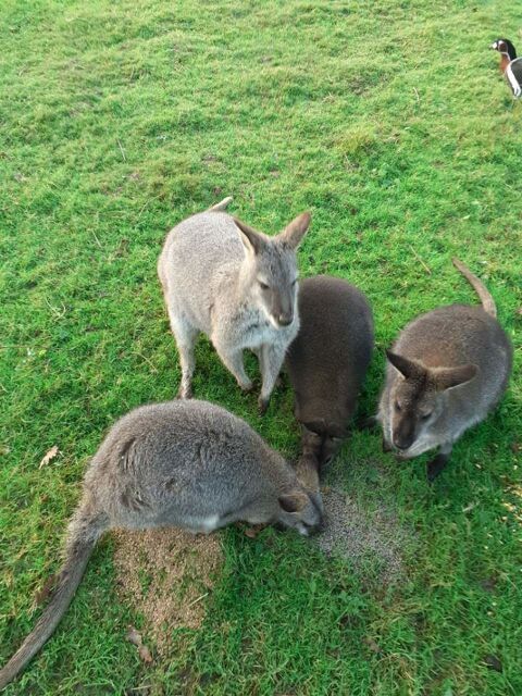 wallaby de bennett 400 85300 Froidfond