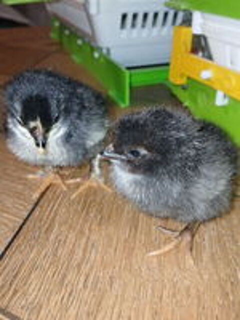    Poussins 