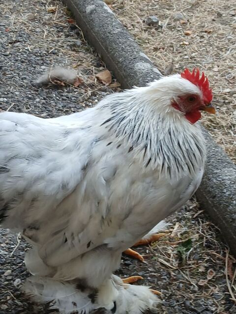 Donne jeune coq 0 04000 Digne-les-bains