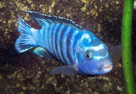 LABIDOCHROMIS CAERULEUS et PSEUDOTROPHEUS SAULOSI  adultes 6 06240 Beausoleil