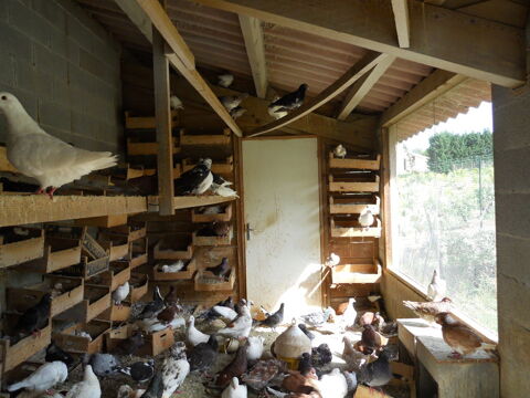 Beaux pigeons reproducteurs 31140 Pechbonnieu