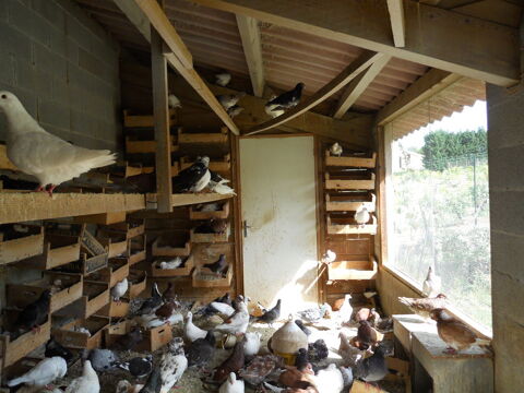 Beaux pigeons reproducteurs 10 31140 Pechbonnieu