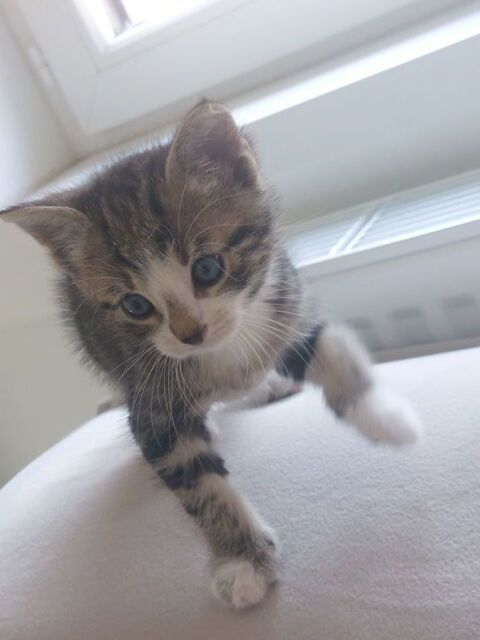 Chaton deux mois 100 62880 Estevelles