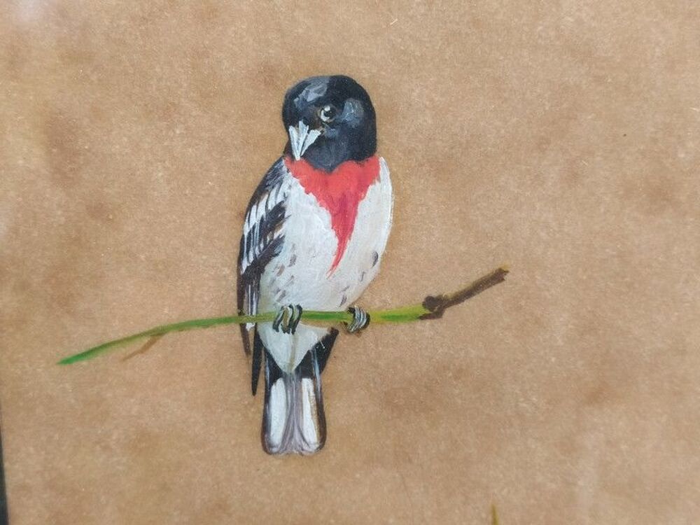 Tableau Ornithologie Oiseau Cardinal &agrave; Poitrine Rose Sign&eacute; Décoration