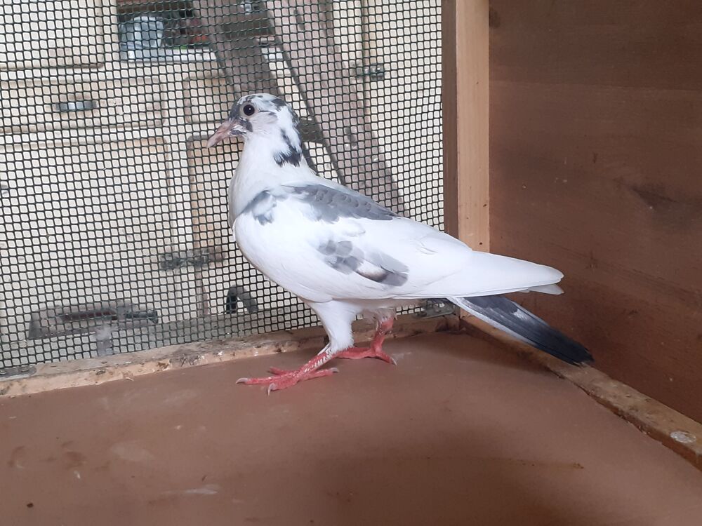   JEUNES PIGEONS TYPE VOYAGEUR 