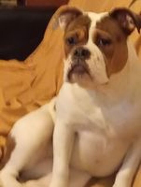   donne bouledogue continental 