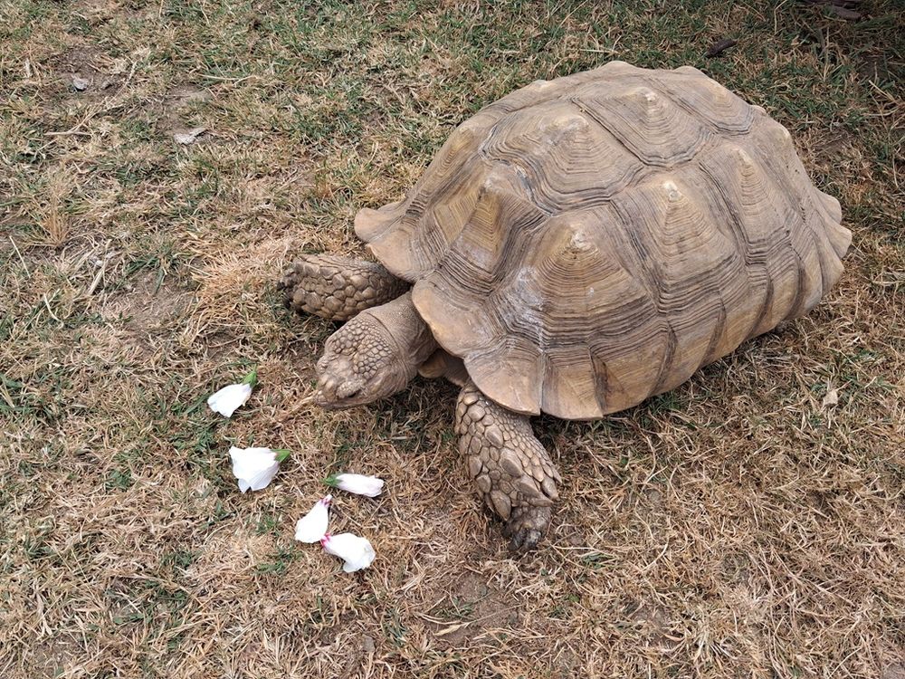   Couple Centrochelys Sulcata adulte né en 2005 