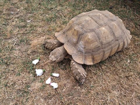 Couple Centrochelys Sulcata adulte n&eacute; en 2005 1800 56000 Vannes
