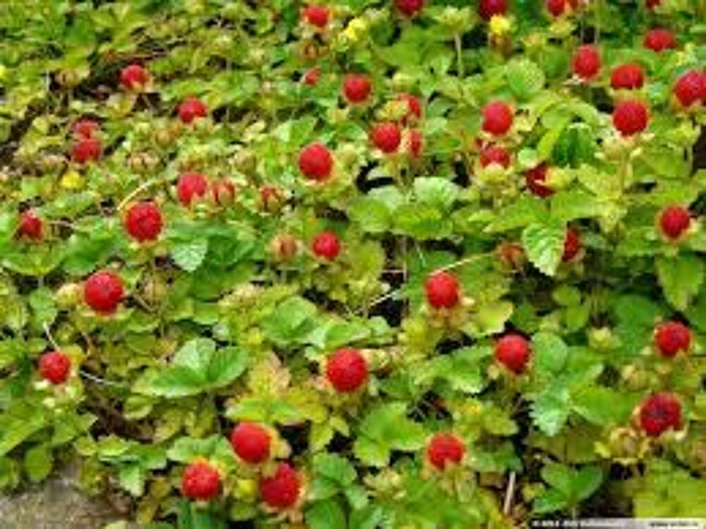FRAISIER ORNEMENTAL Jardin