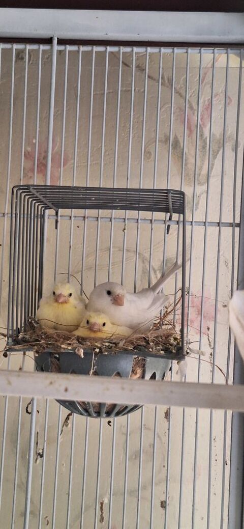 Canaris fife fancy panachés,  Canaris blanc, Canaris jaunes. 25 76250 Dville-ls-rouen