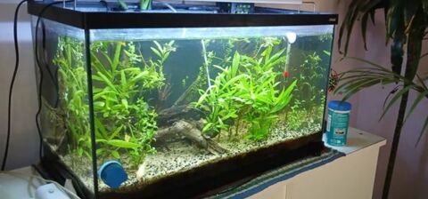 Bonjour je mets en cet aquarium de 60 litres complet 80 23360 Méasnes
