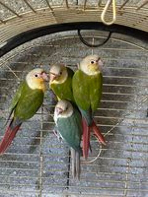   Conure EAM 2026
