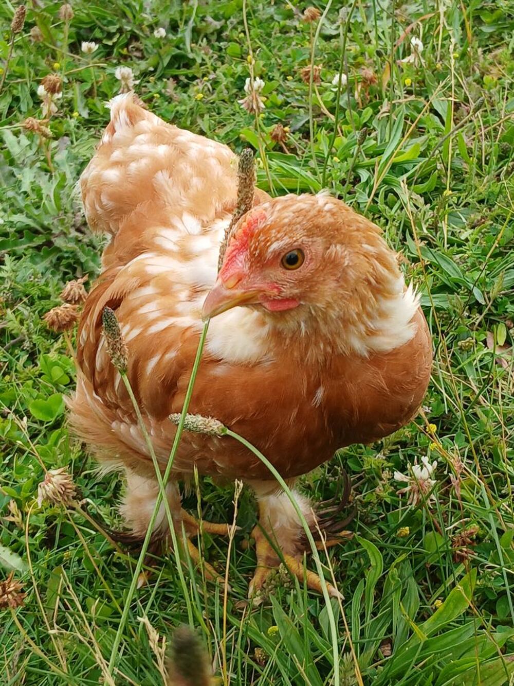   poussin  
