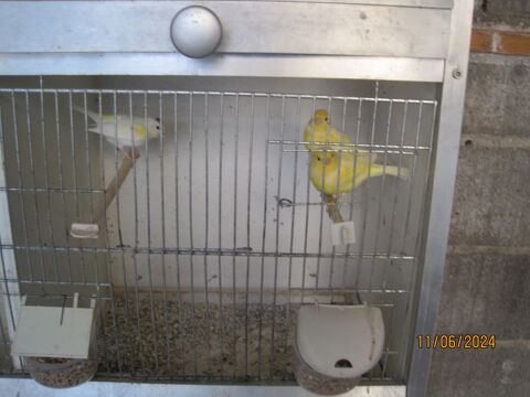 femelles canaris 20 62118 Biache-saint-vaast