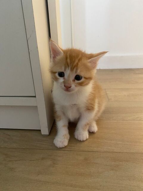 Chaton roux et blanc 0 69410 Champagne-au-mont-d'or