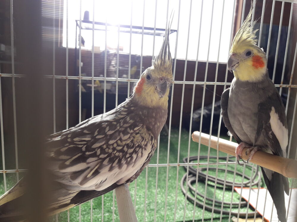   Couple calopsitte 