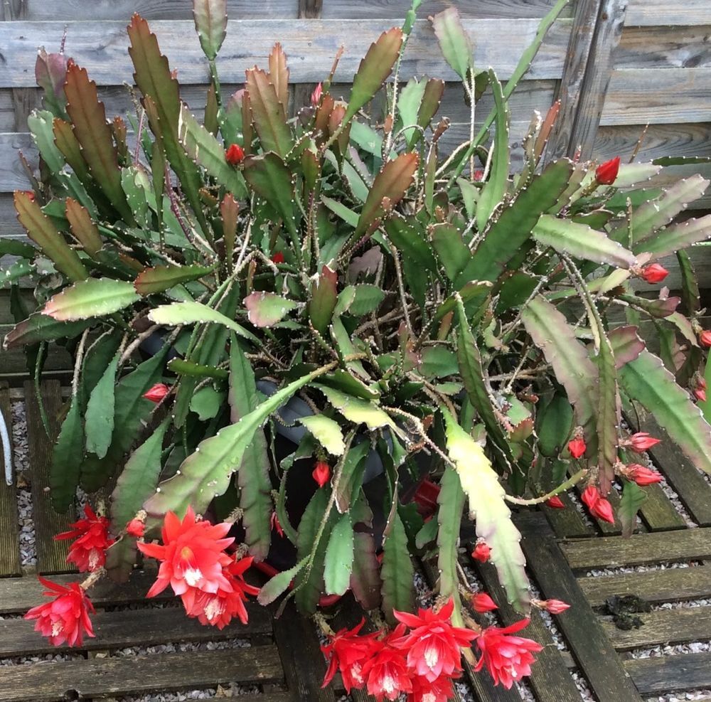 Boutures d'Epiphyllum 3 Boutures Jardin