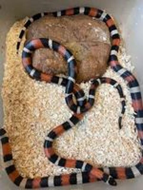   À donner, couple lampropeltis 