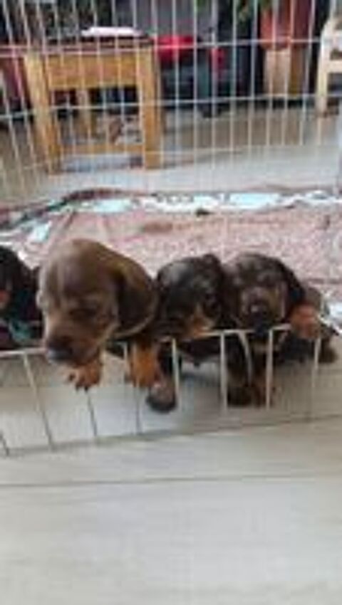   Chiots males  teckels poils durs 